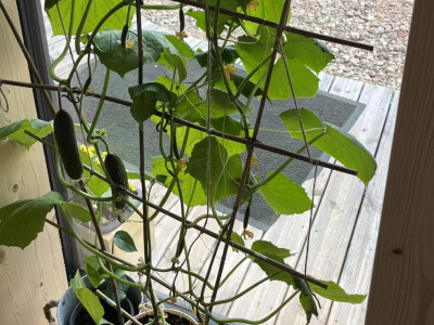 Cucumbers in the office? Yes – in our self-built timber building!